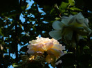 DSCN0139