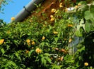 DSCN0140