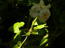 DSCN0147