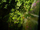 DSCN0154