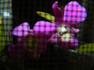 DSCN0156