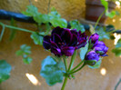 DSCN0177
