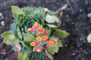 cactusi infloriti 002