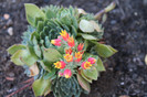 cactusi infloriti 003