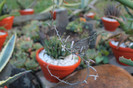 cactusi infloriti 007