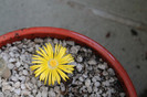 cactusi infloriti 008