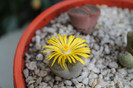 cactusi infloriti 012
