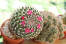 cactusi infloriti 019