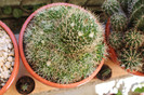 cactusi infloriti 021