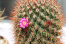 cactusi infloriti 032