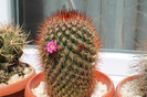 cactusi infloriti 033
