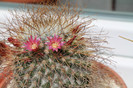 cactusi infloriti 035