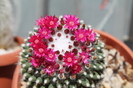 cactusi infloriti 039