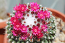 cactusi infloriti 043