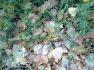 plopii lasa frunzele in cadere libera