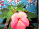 05,08.2012 006