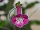 Kohleria Marta (GS)