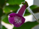 Kohleria Marta (GS)