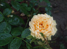 Goldelse