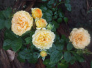 Goldelse