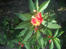 DSCN4264