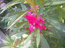 DSCN4265