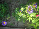 DSCN4266