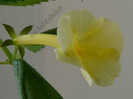 Achimenantha Himalayan Sunrise