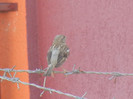 House Sparrow_Vrabiuta (2012, Aug.05)