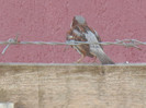 House Sparrow_Vrabiuta (2012, Aug.05)