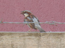 House Sparrow_Vrabiuta (2012, Aug.05)