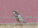 House Sparrow_Vrabiuta (2012, Aug.05)