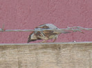 House Sparrow_Vrabiuta (2012, Aug.05)