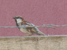 House Sparrow_Vrabiuta (2012, Aug.05)