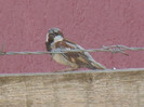 House Sparrow_Vrabiuta (2012, Aug.05)