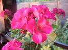 Bright Odette Geranium (2012, Aug.05)