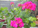 Bright Odette Geranium (2012, Aug.06)