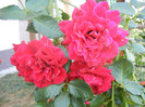 Rose Blaze Superior (2012, August 06)