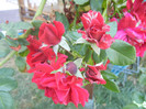 Rose Blaze Superior (2012, August 06)