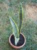 Sansevieria Laurentii (2012, Aug.06)