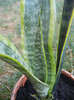 Sansevieria Laurentii (2012, Aug.06)