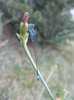 Pygmy damselfly, 02aug2012