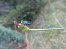 Pygmy damselfly, 02aug2012