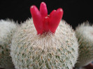 Epithelantha micromeris