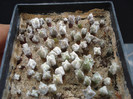 Astrophytum