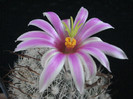 Mammillaria boolii