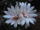 DSC07504