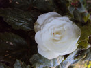 DSC08825