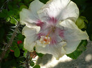 P1160747