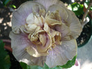 P1160751